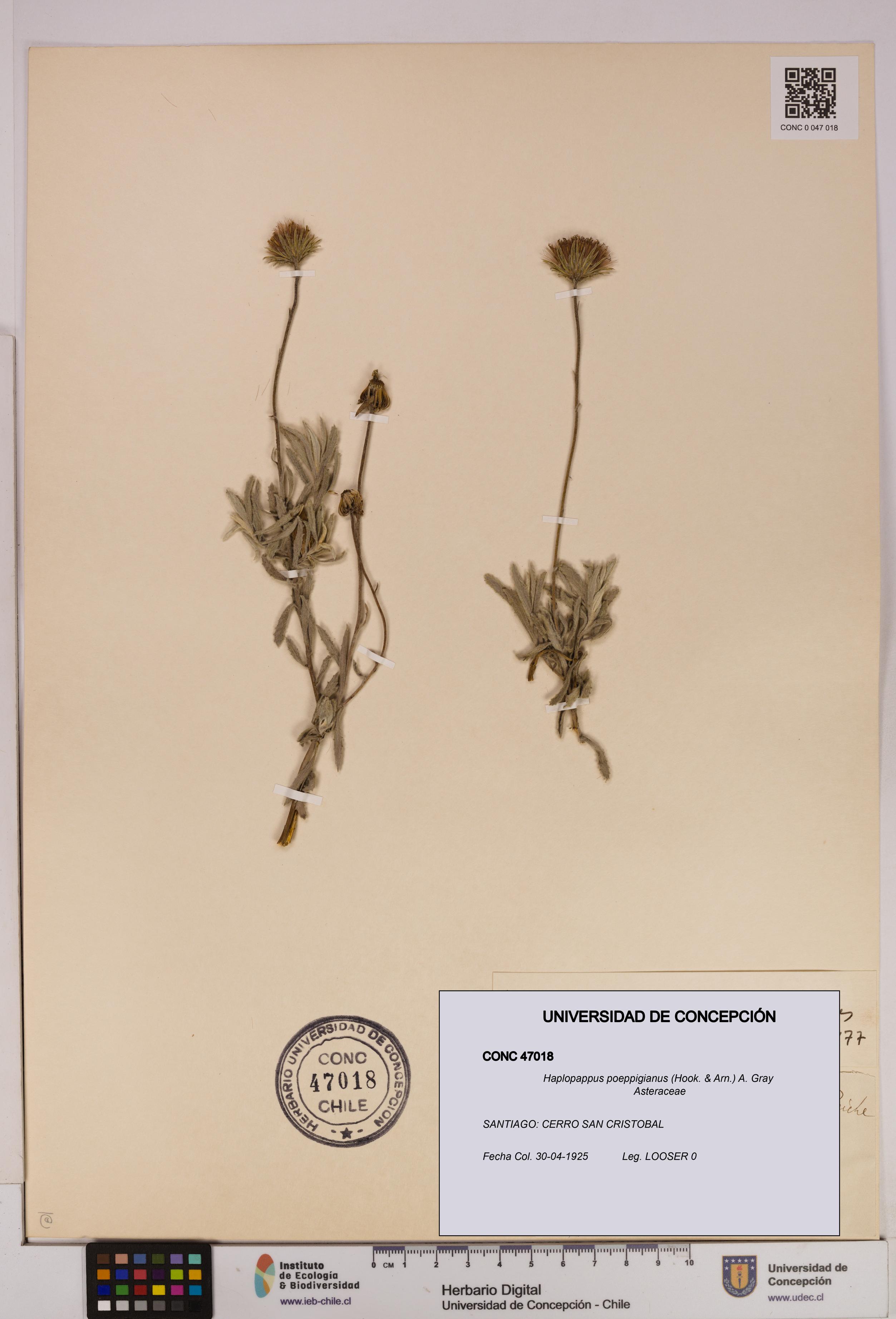 Haplopappus poeppigianus [Espécimen: UDEC:CONC:0047018]