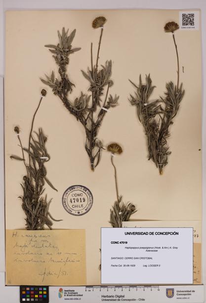 Haplopappus poeppigianus [Espécimen: UDEC:CONC:0047019]