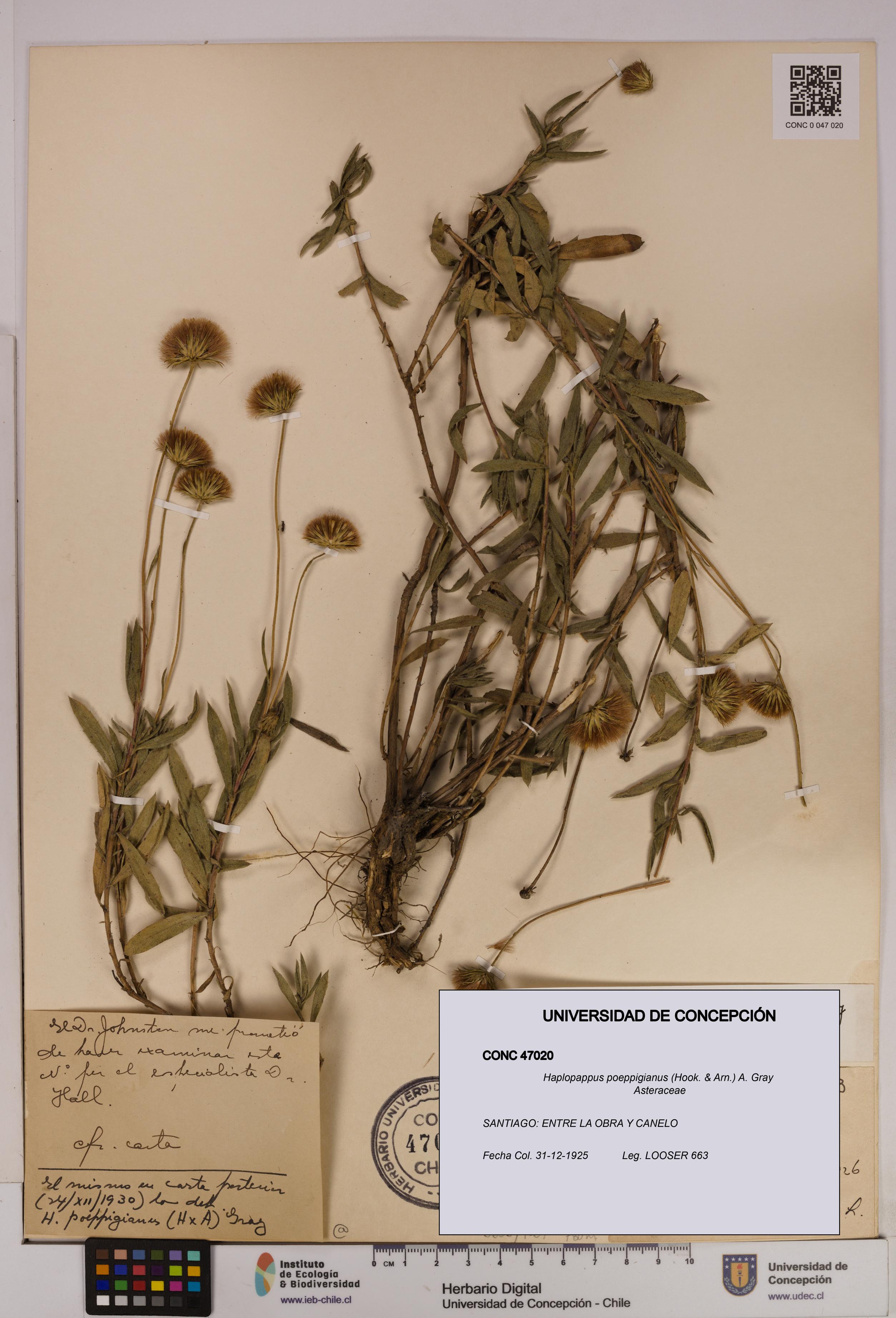 Haplopappus poeppigianus [Espécimen: UDEC:CONC:0047020]