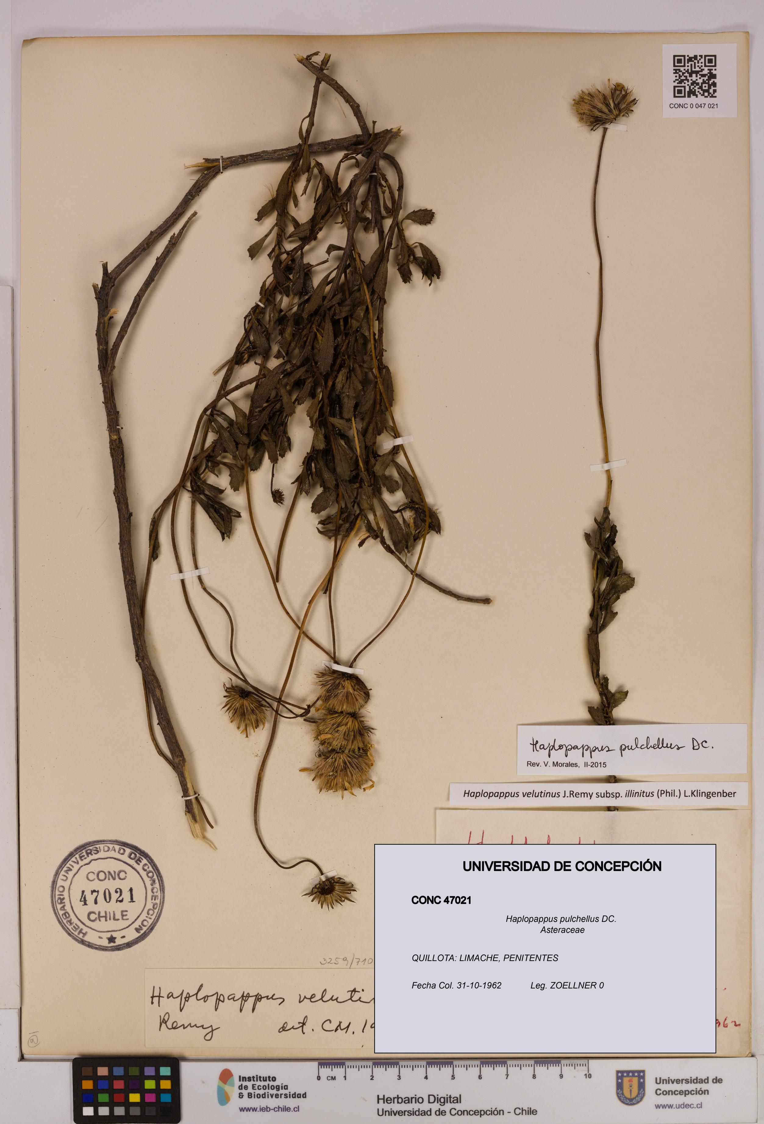 Haplopappus pulchellus [Espécimen: UDEC:CONC:0047021]