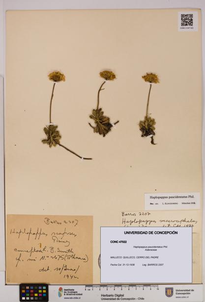 Haplopappus paucidentatus [Espécimen: UDEC:CONC:0047022]