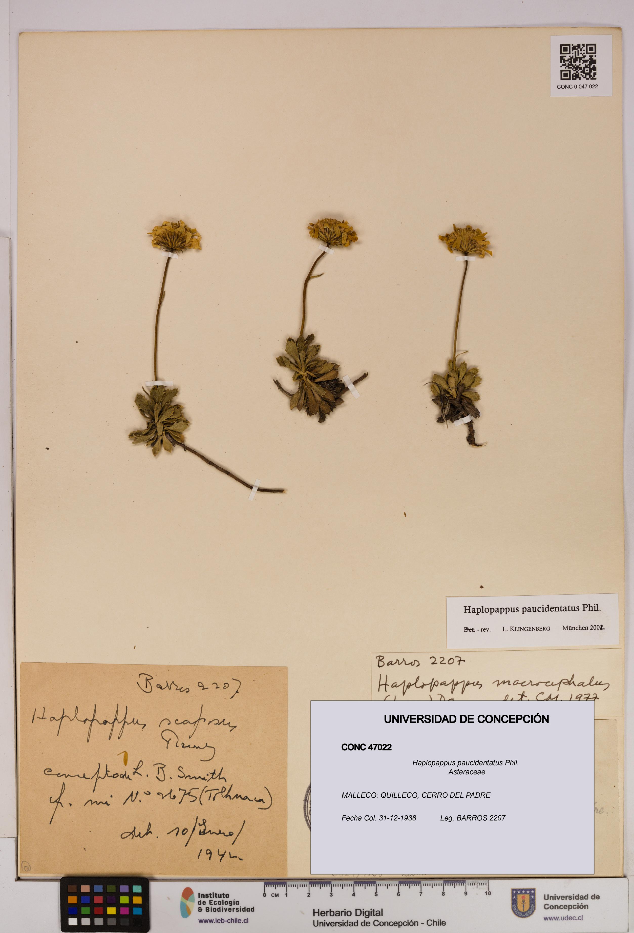 Haplopappus paucidentatus [Espécimen: UDEC:CONC:0047022]
