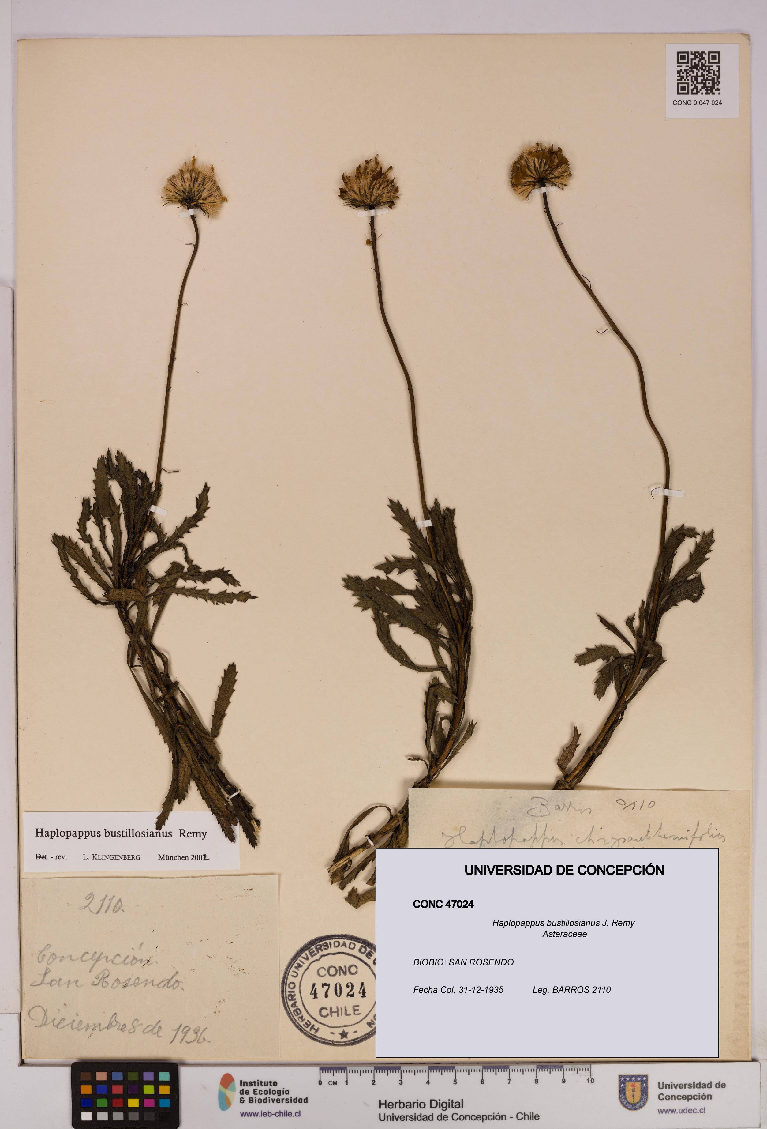Haplopappus bustillosianus [Espécimen: UDEC:CONC:0047024]