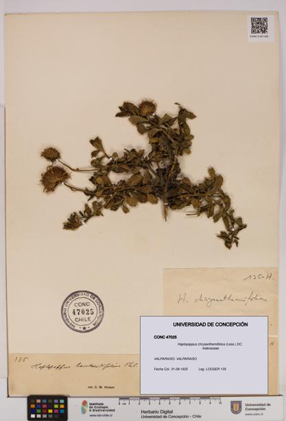 Haplopappus chrysanthemifolius [Espécimen: UDEC:CONC:0047025]