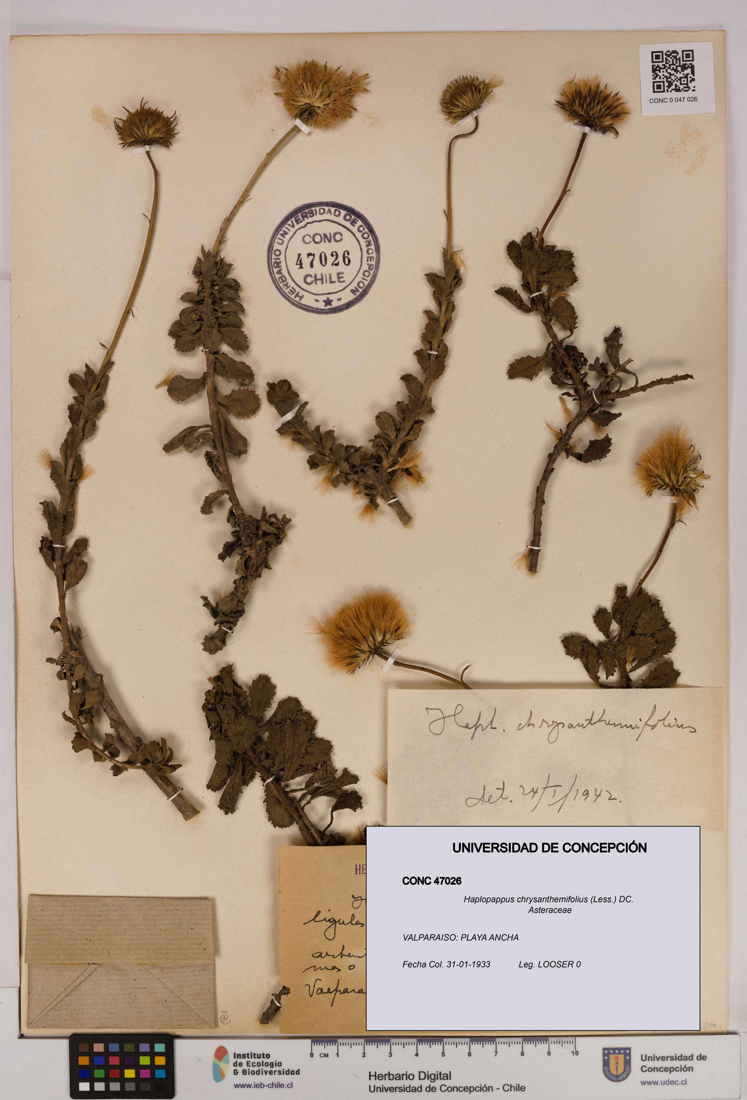 Haplopappus chrysanthemifolius [Espécimen: UDEC:CONC:0047026]