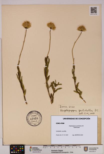 Haplopappus pulchellus [Espécimen: UDEC:CONC:0047038]