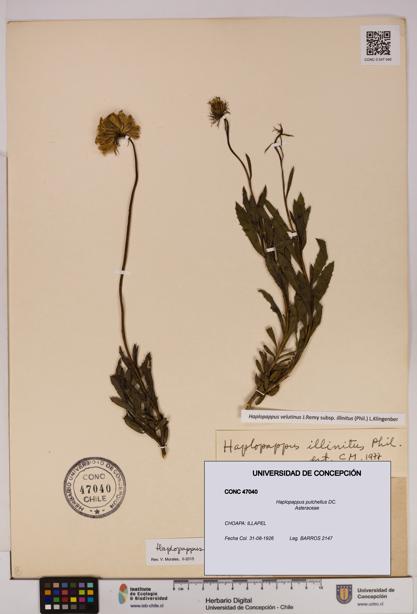 Haplopappus pulchellus [Espécimen: UDEC:CONC:0047040]