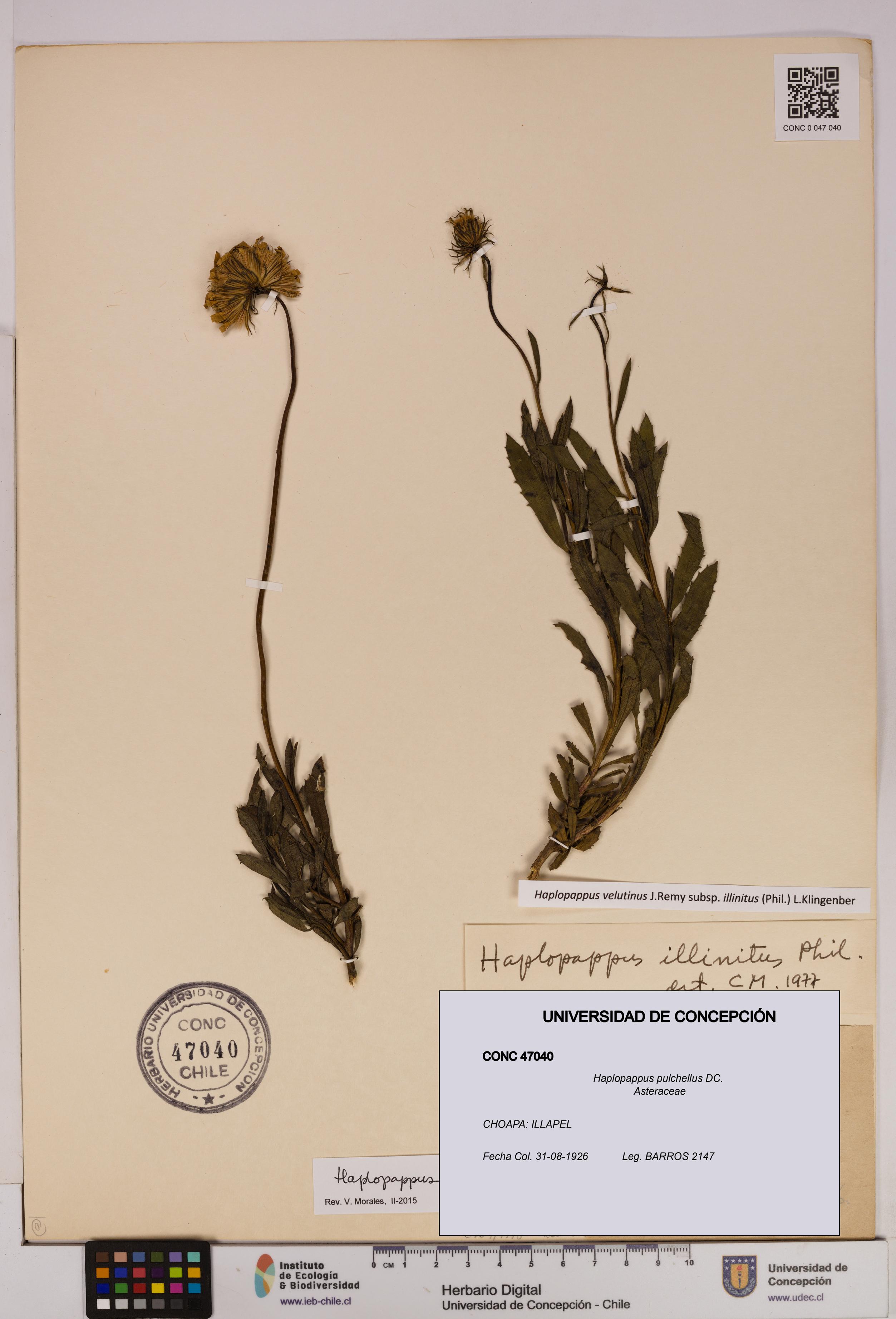 Haplopappus pulchellus [Espécimen: UDEC:CONC:0047040]