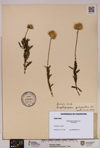 Haplopappus pulchellus [Espécimen: UDEC:CONC:0047041]
