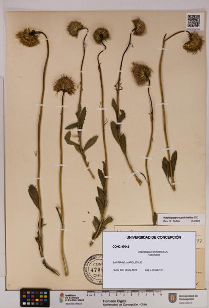 Haplopappus pulchellus [Espécimen: UDEC:CONC:0047042]