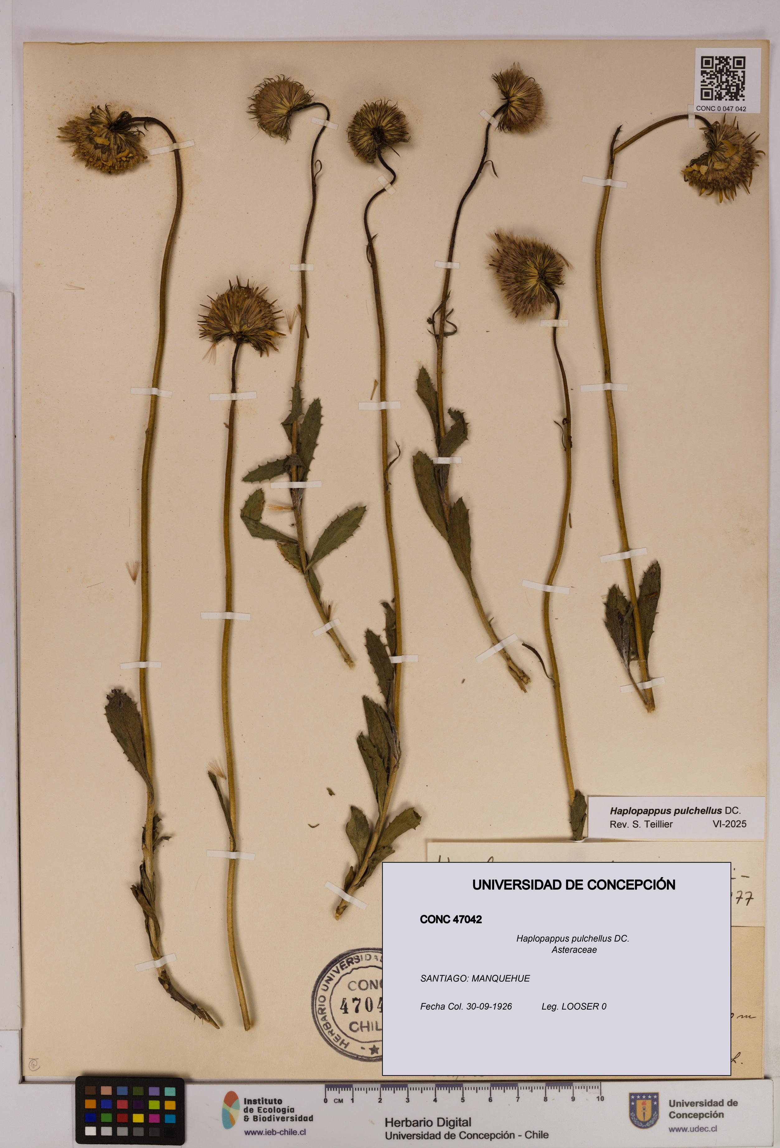 Haplopappus pulchellus [Espécimen: UDEC:CONC:0047042]