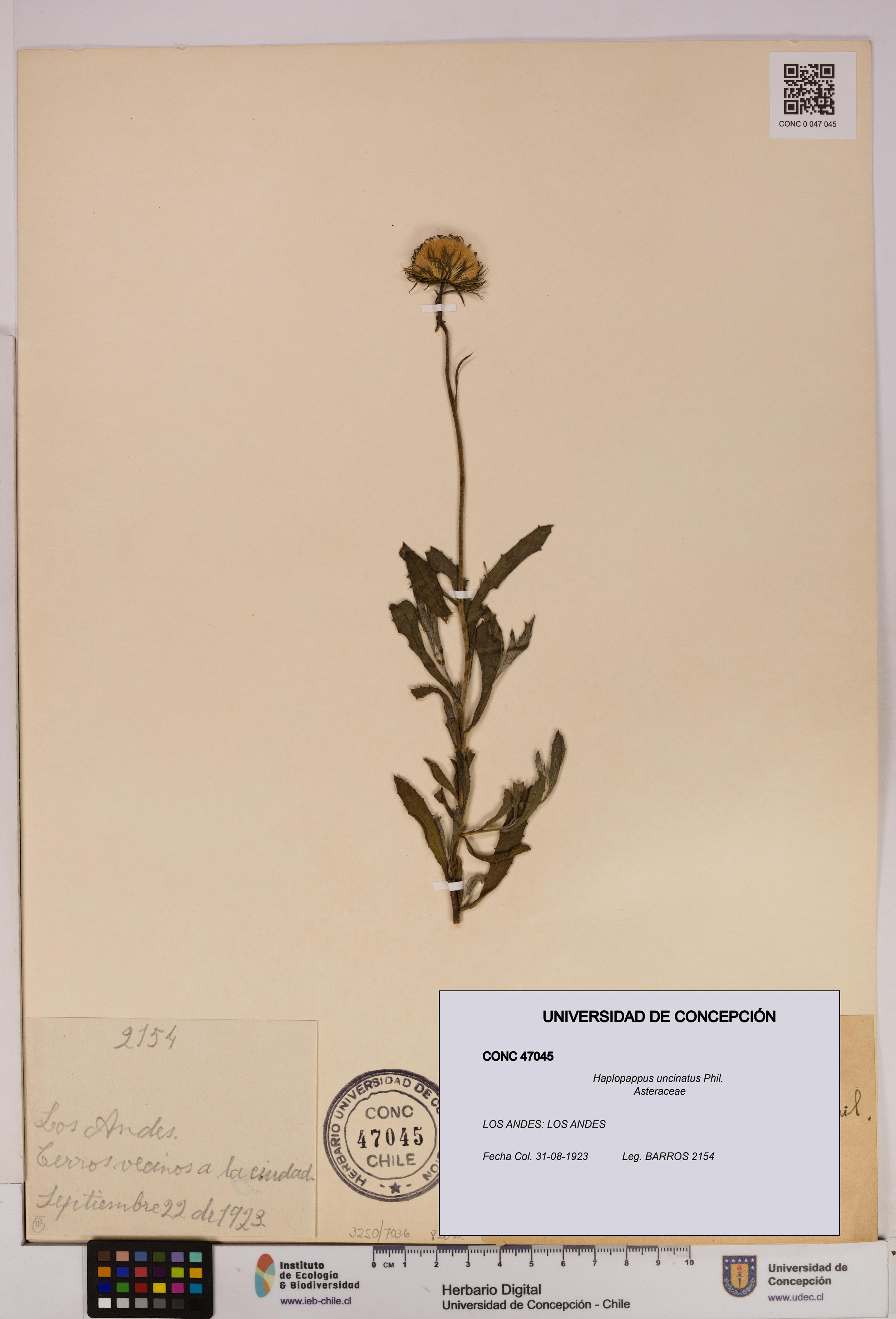 Haplopappus uncinatus [Espécimen: UDEC:CONC:0047045]