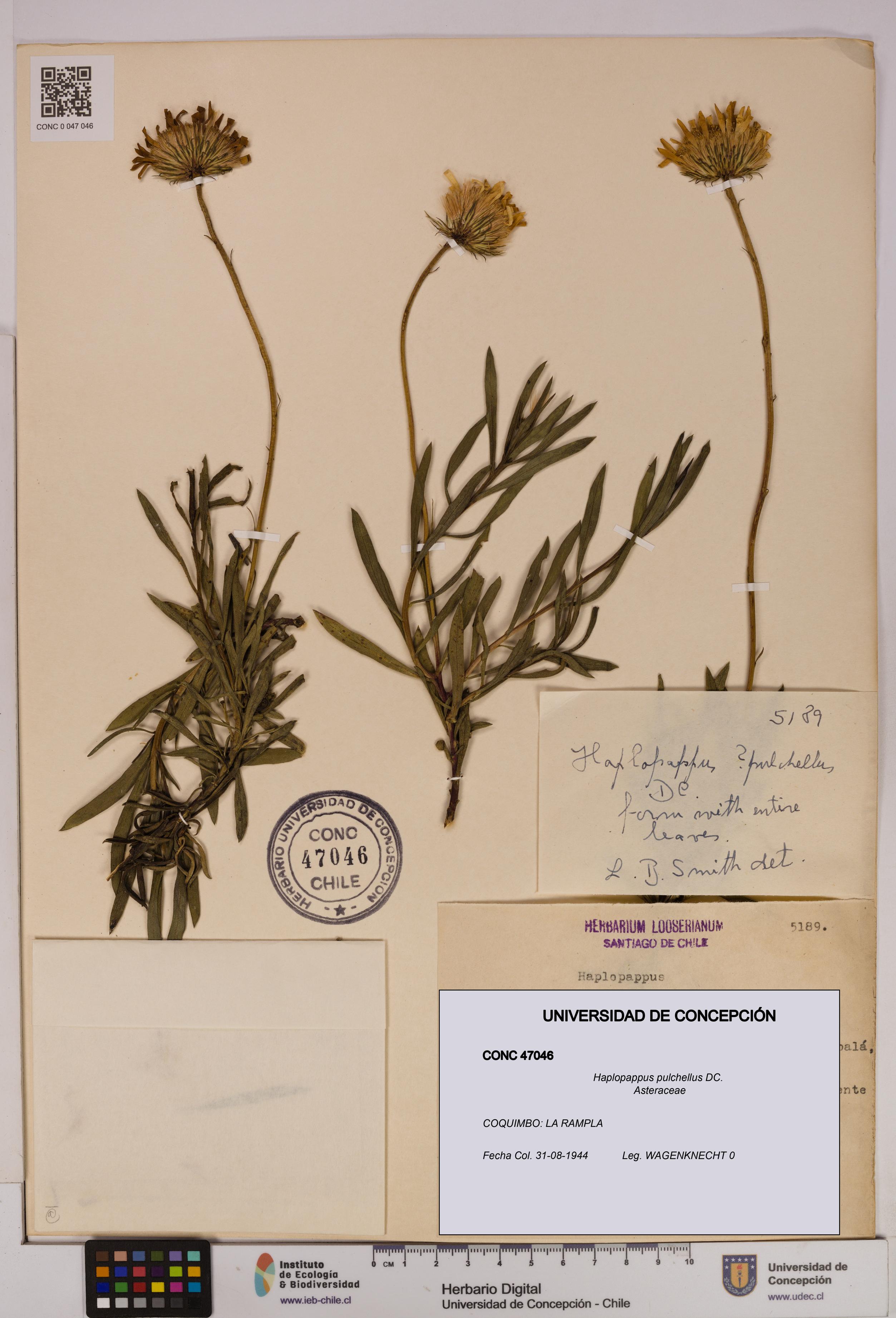 Haplopappus pulchellus [Espécimen: UDEC:CONC:0047046]
