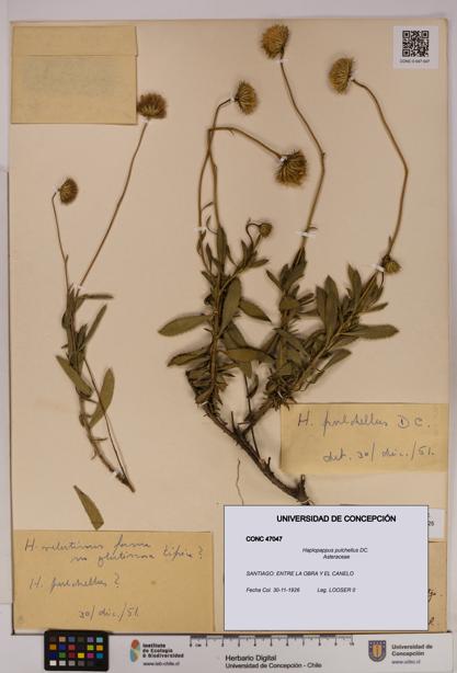 Haplopappus pulchellus [Espécimen: UDEC:CONC:0047047]