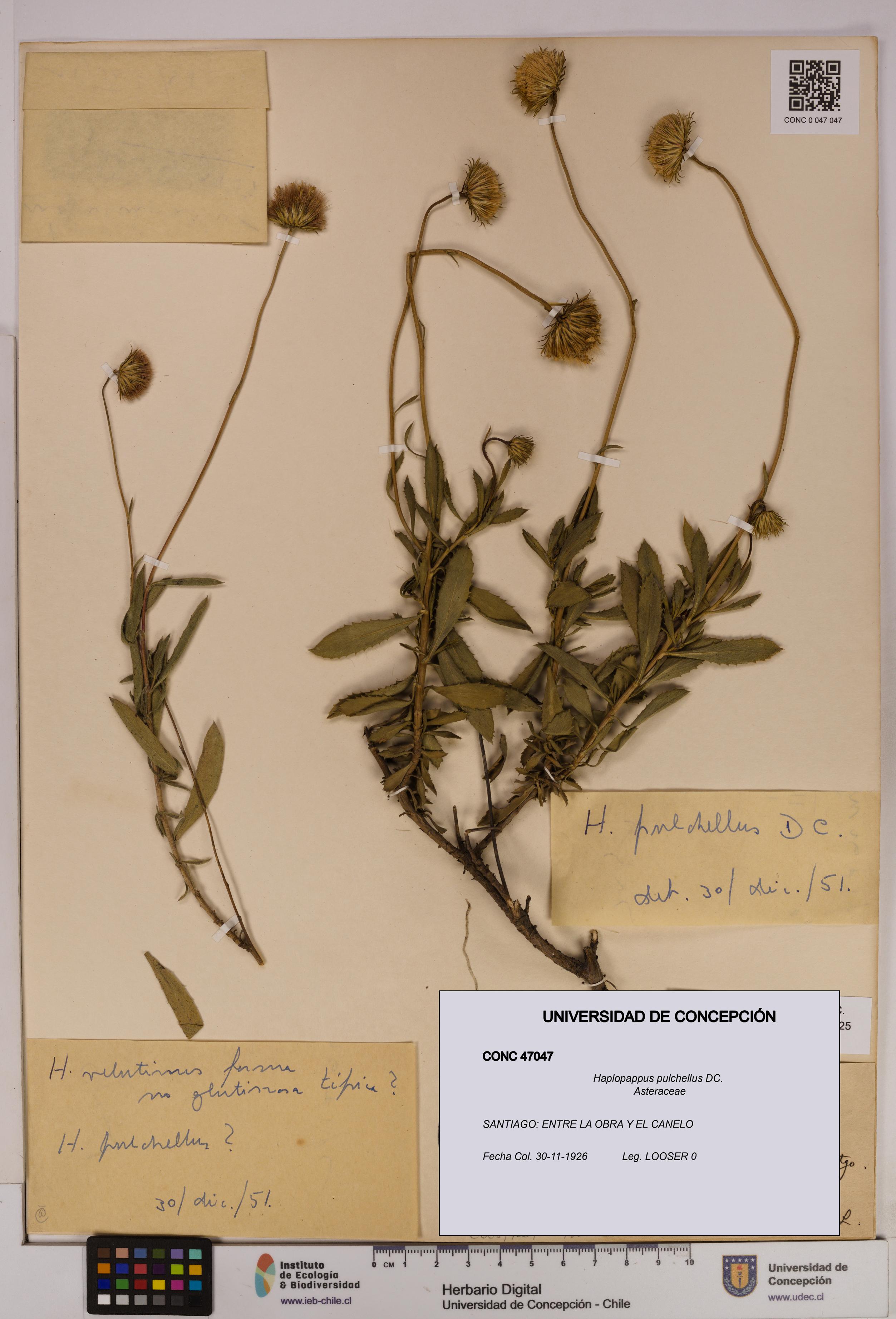 Haplopappus pulchellus [Espécimen: UDEC:CONC:0047047]