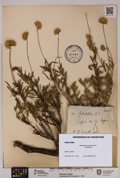Haplopappus pulchellus [Espécimen: UDEC:CONC:0047048]