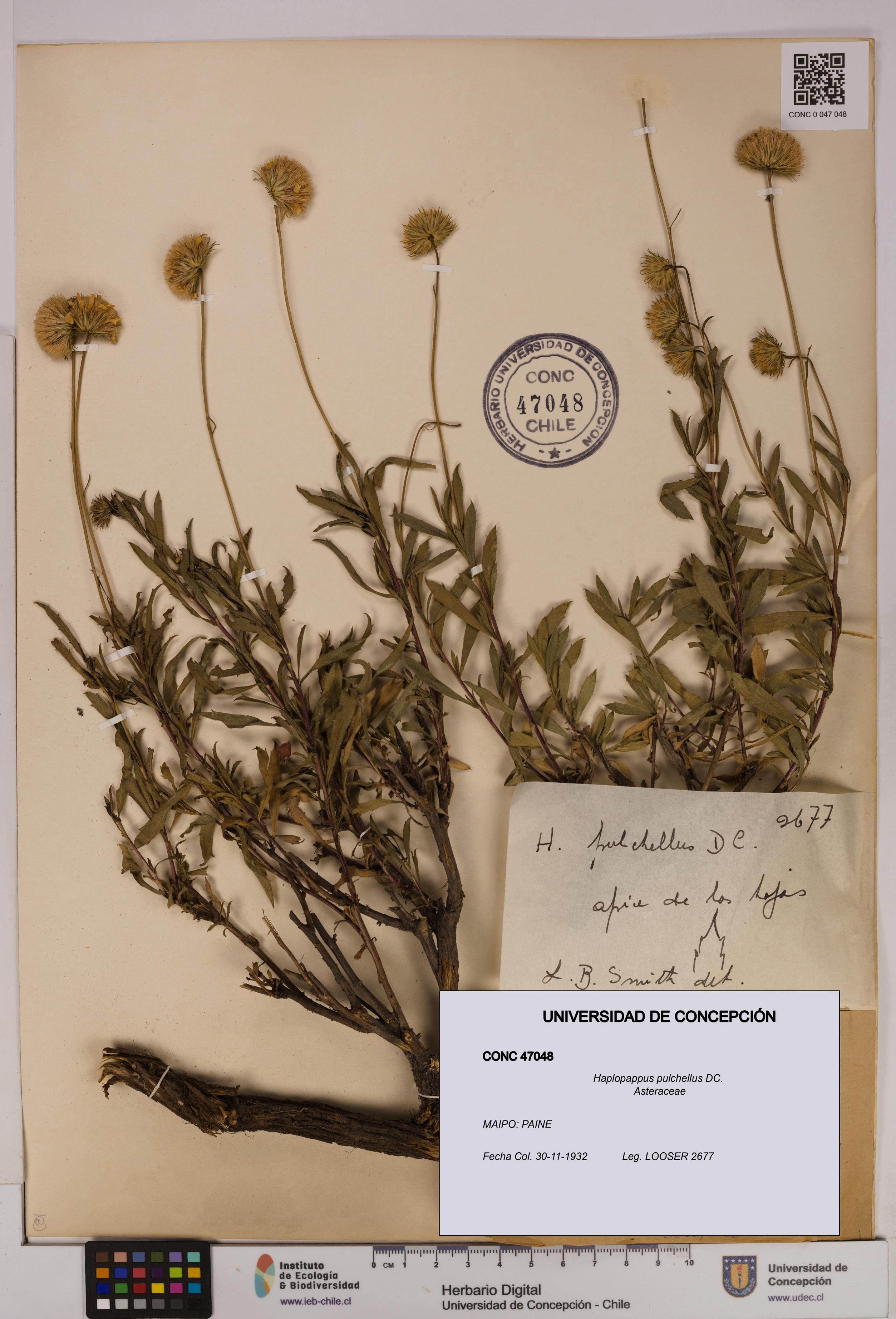Haplopappus pulchellus [Espécimen: UDEC:CONC:0047048]