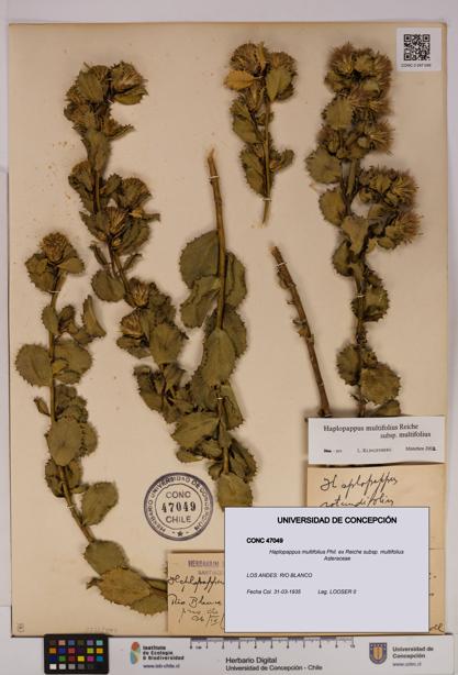 Haplopappus multifolius subsp. multifolius [Espécimen: UDEC:CONC:0047049]