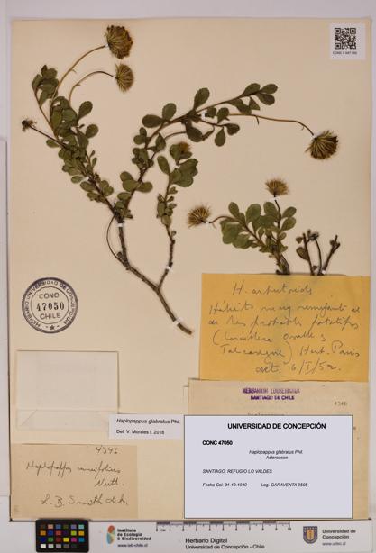 Haplopappus glabratus [Espécimen: UDEC:CONC:0047050]