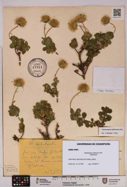 Haplopappus glabratus [Espécimen: UDEC:CONC:0047051]