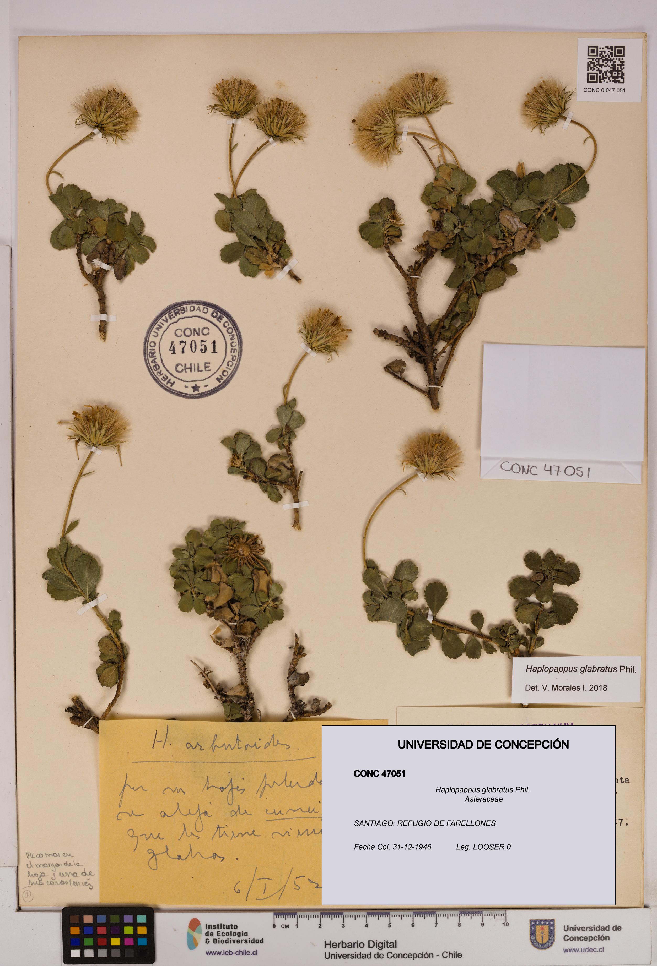 Haplopappus glabratus [Espécimen: UDEC:CONC:0047051]
