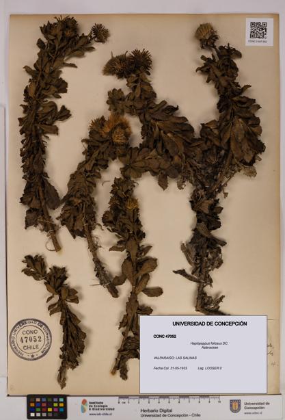 Haplopappus foliosus [Espécimen: UDEC:CONC:0047052]