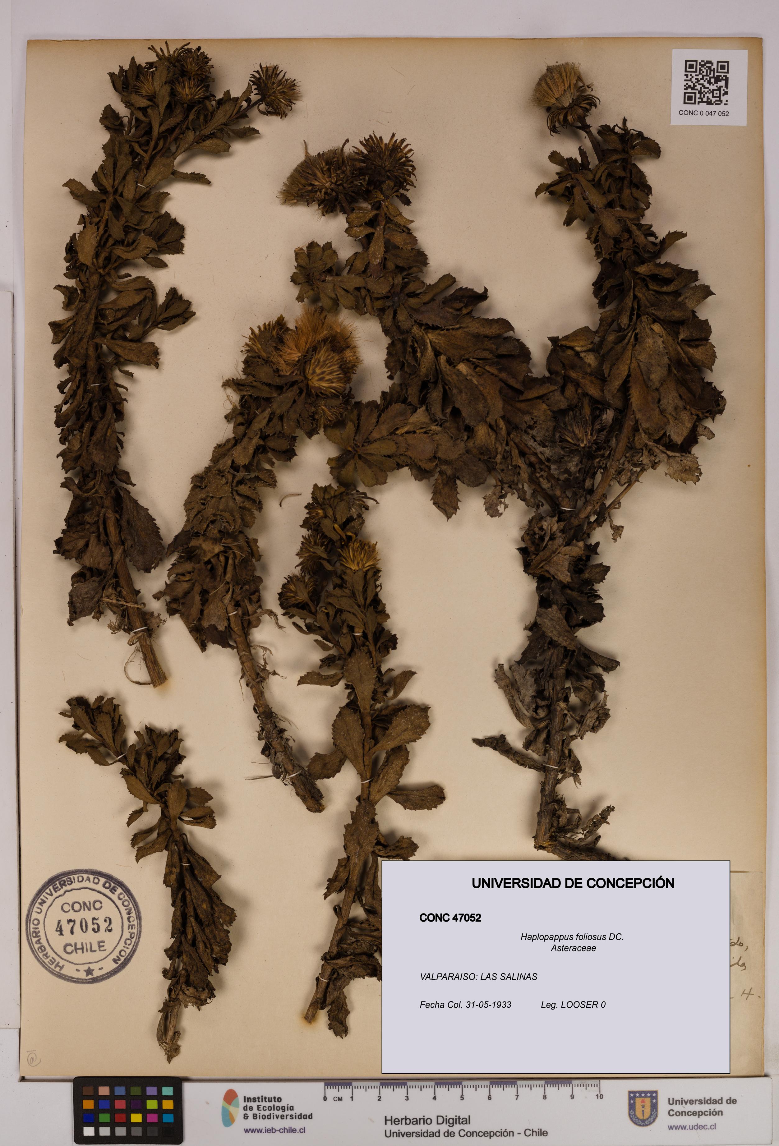Haplopappus foliosus [Espécimen: UDEC:CONC:0047052]