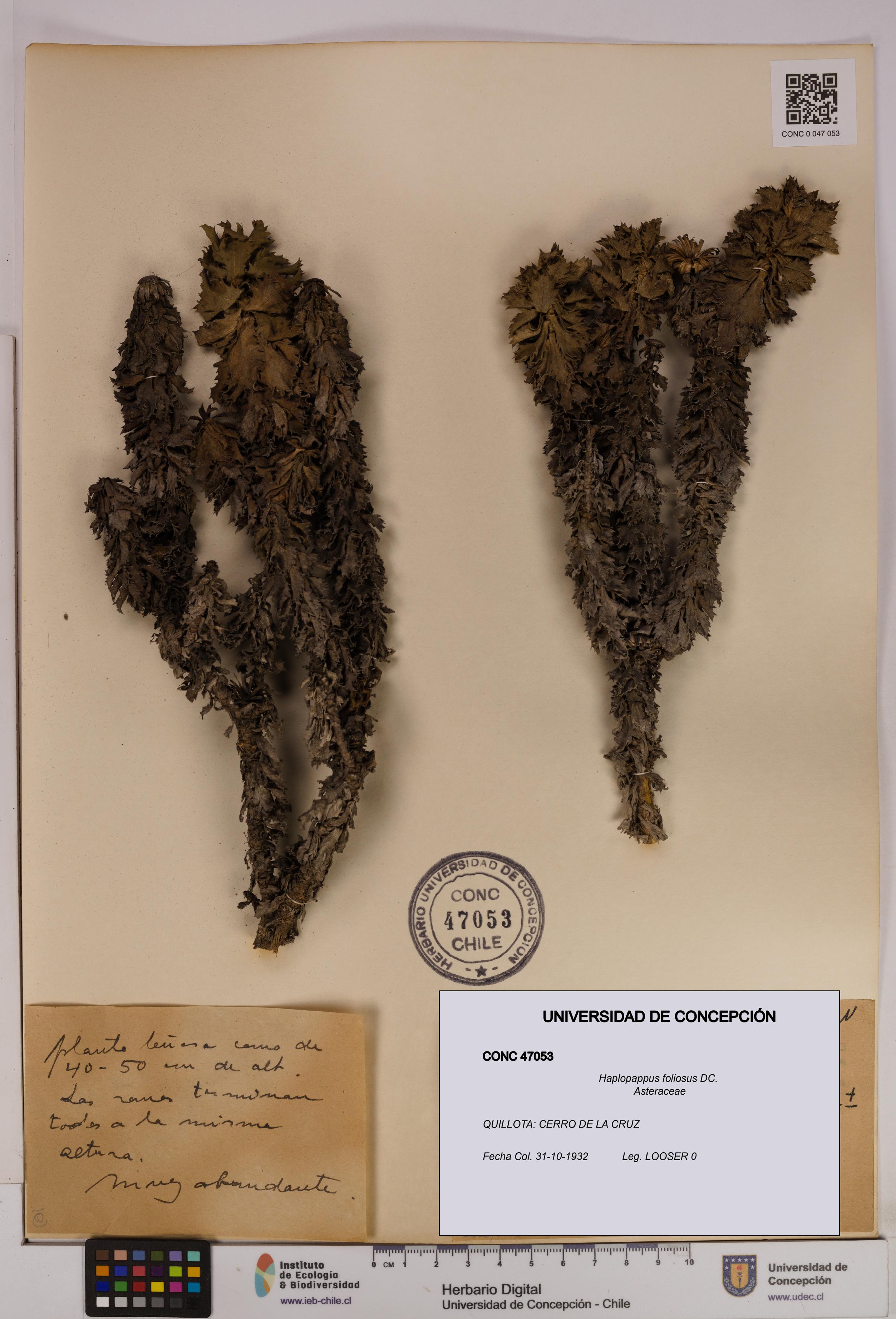 Haplopappus foliosus [Espécimen: UDEC:CONC:0047053]
