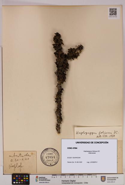 Haplopappus foliosus [Espécimen: UDEC:CONC:0047054]
