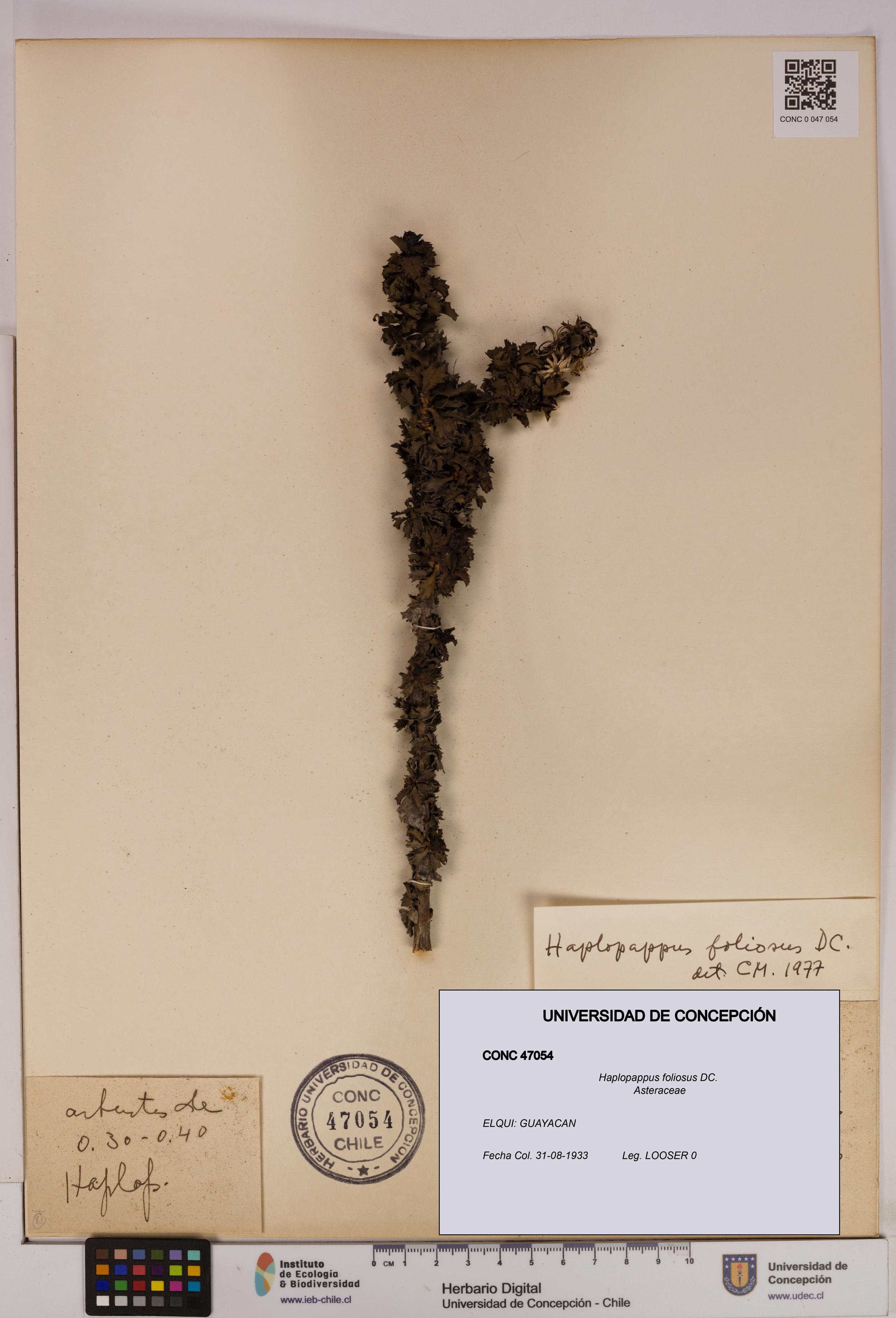 Haplopappus foliosus [Espécimen: UDEC:CONC:0047054]