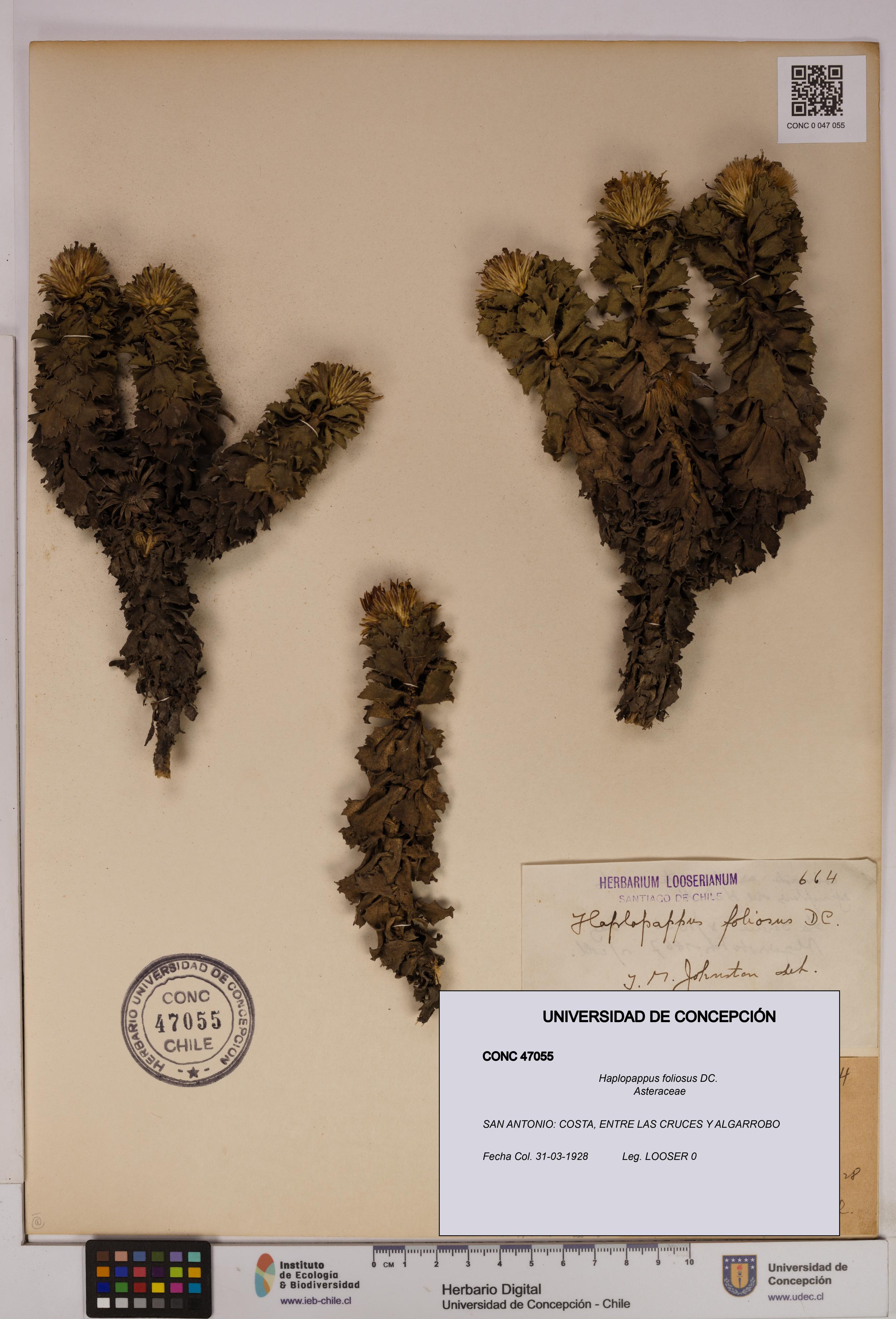 Haplopappus foliosus [Espécimen: UDEC:CONC:0047055]