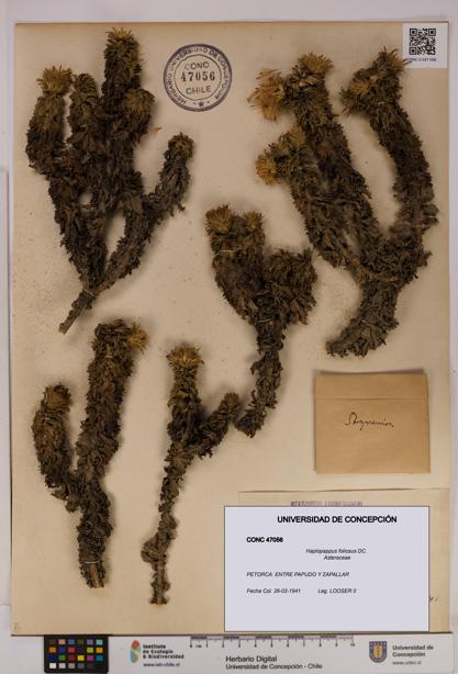 Haplopappus foliosus [Espécimen: UDEC:CONC:0047056]