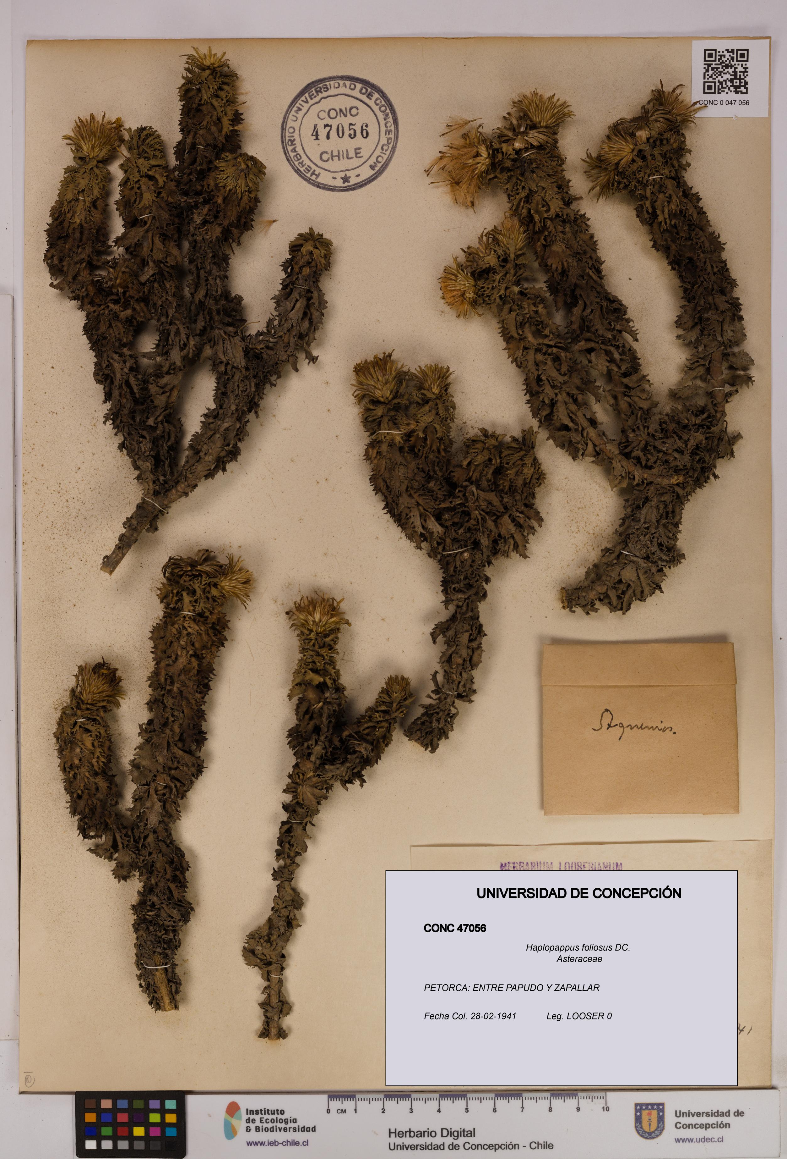 Haplopappus foliosus [Espécimen: UDEC:CONC:0047056]