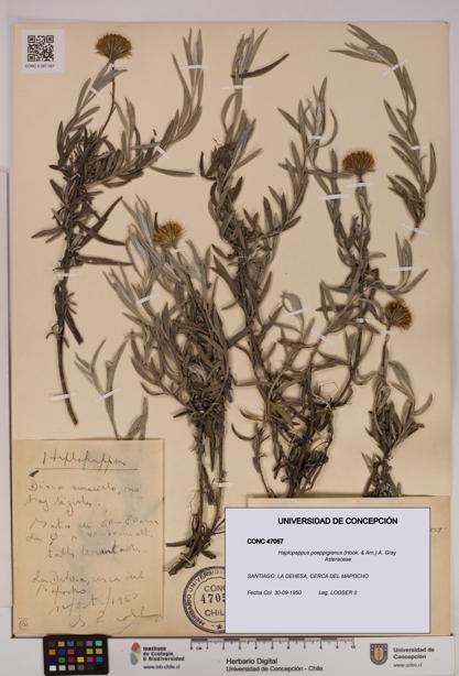 Haplopappus poeppigianus [Espécimen: UDEC:CONC:0047057]