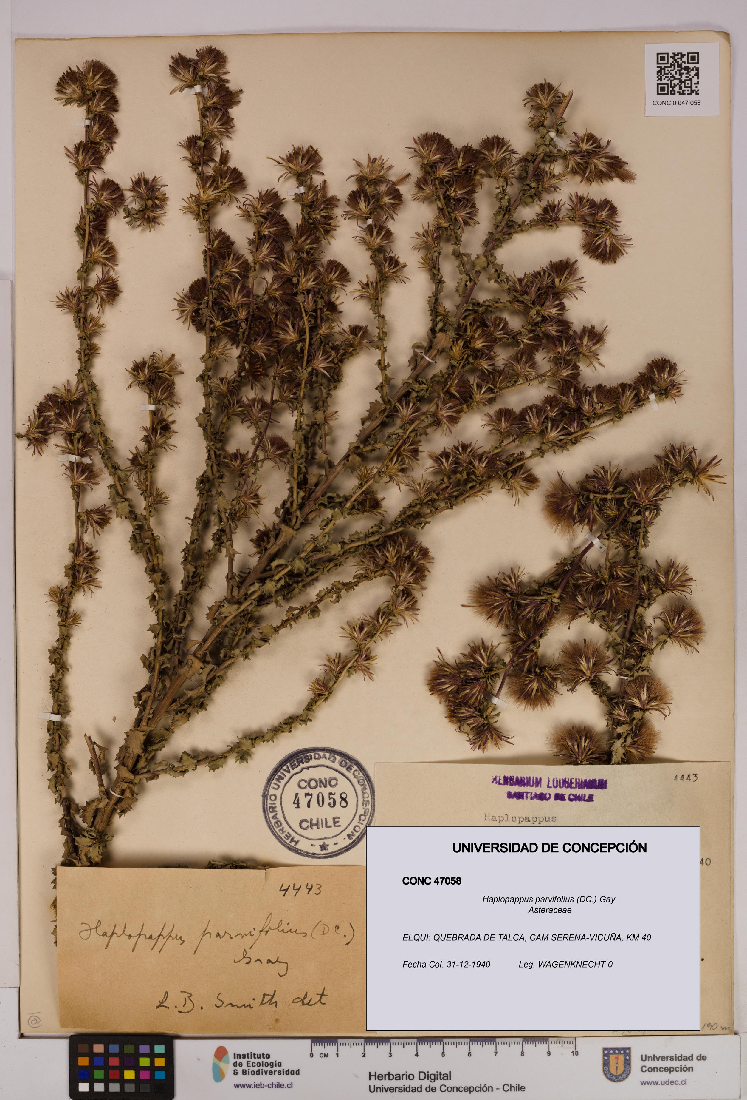 Haplopappus parvifolius [Espécimen: UDEC:CONC:0047058]