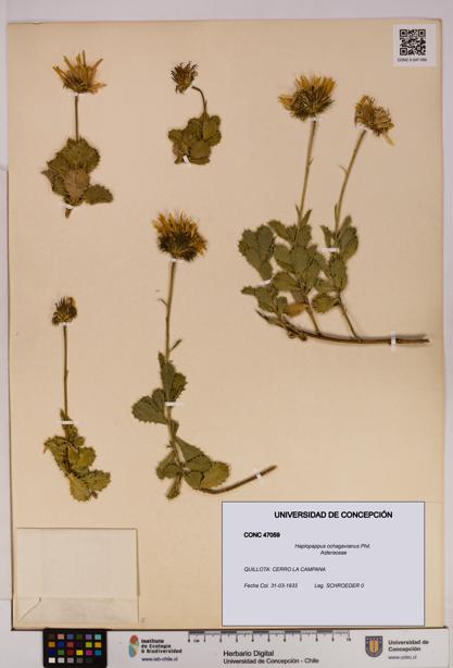 Haplopappus ochagavianus [Espécimen: UDEC:CONC:0047059]