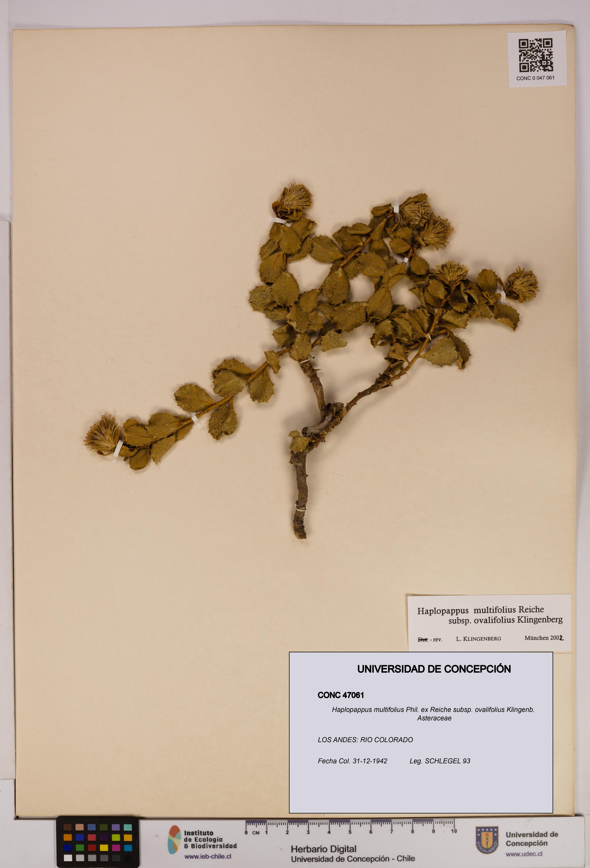 Haplopappus multifolius subsp. ovalifolius [Espécimen: UDEC:CONC:0047061]