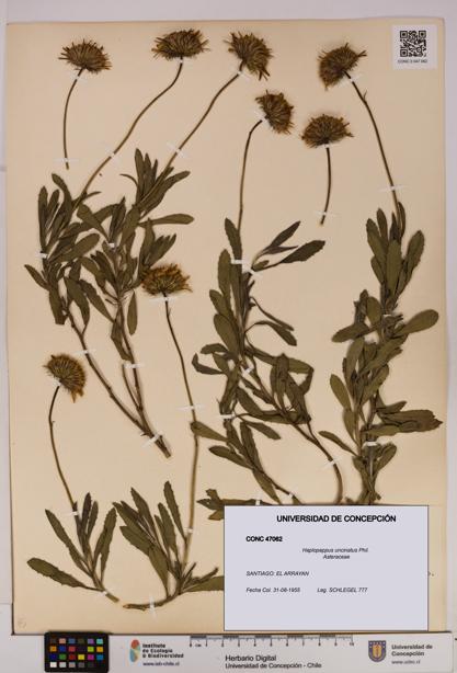 Haplopappus uncinatus [Espécimen: UDEC:CONC:0047062]