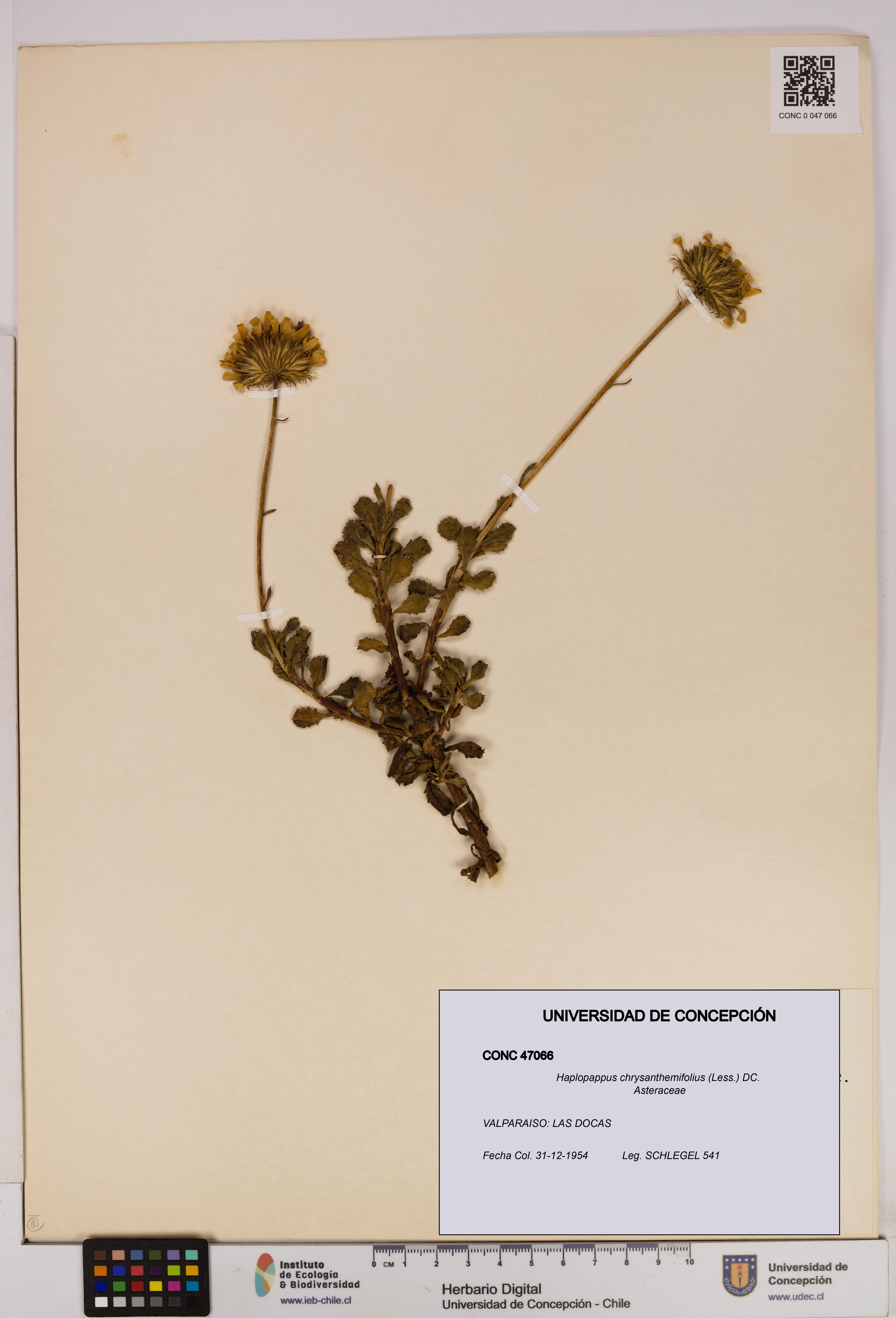 Haplopappus chrysanthemifolius [Espécimen: UDEC:CONC:0047066]
