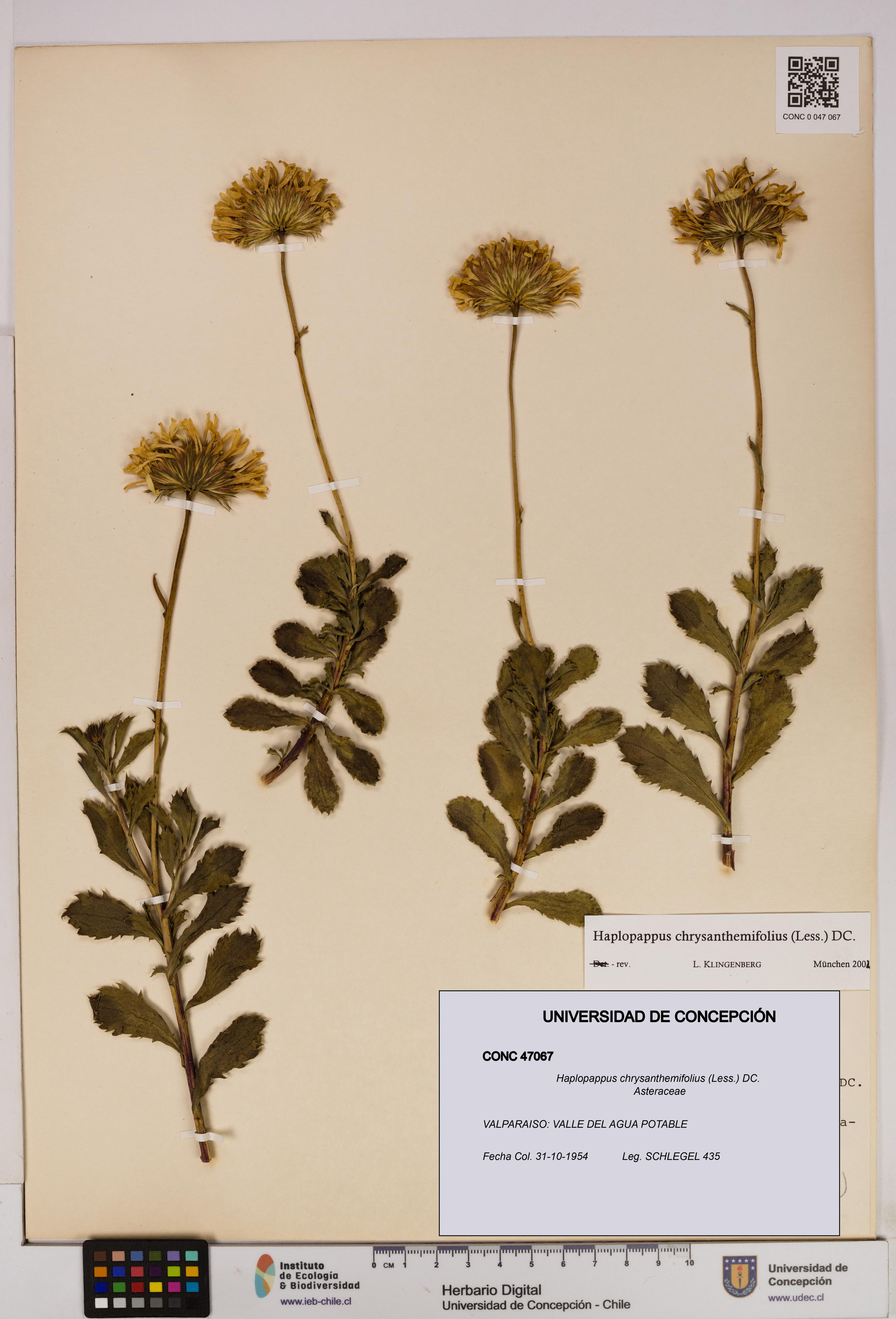 Haplopappus chrysanthemifolius [Espécimen: UDEC:CONC:0047067]