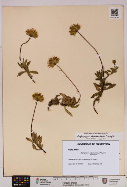 Haplopappus valparadisiacus [Espécimen: UDEC:CONC:0047068]