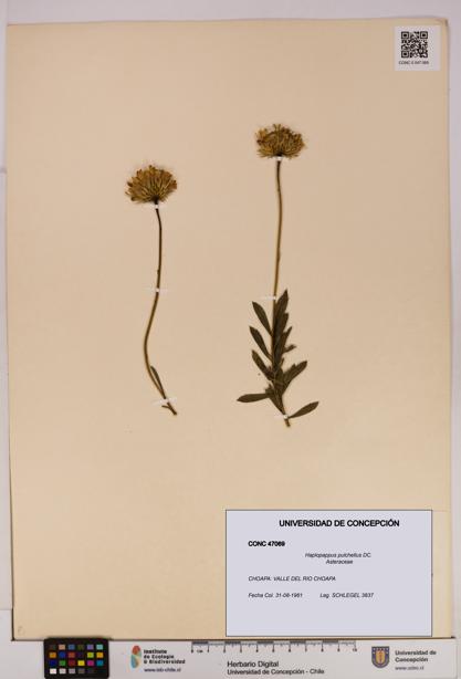 Haplopappus pulchellus [Espécimen: UDEC:CONC:0047069]