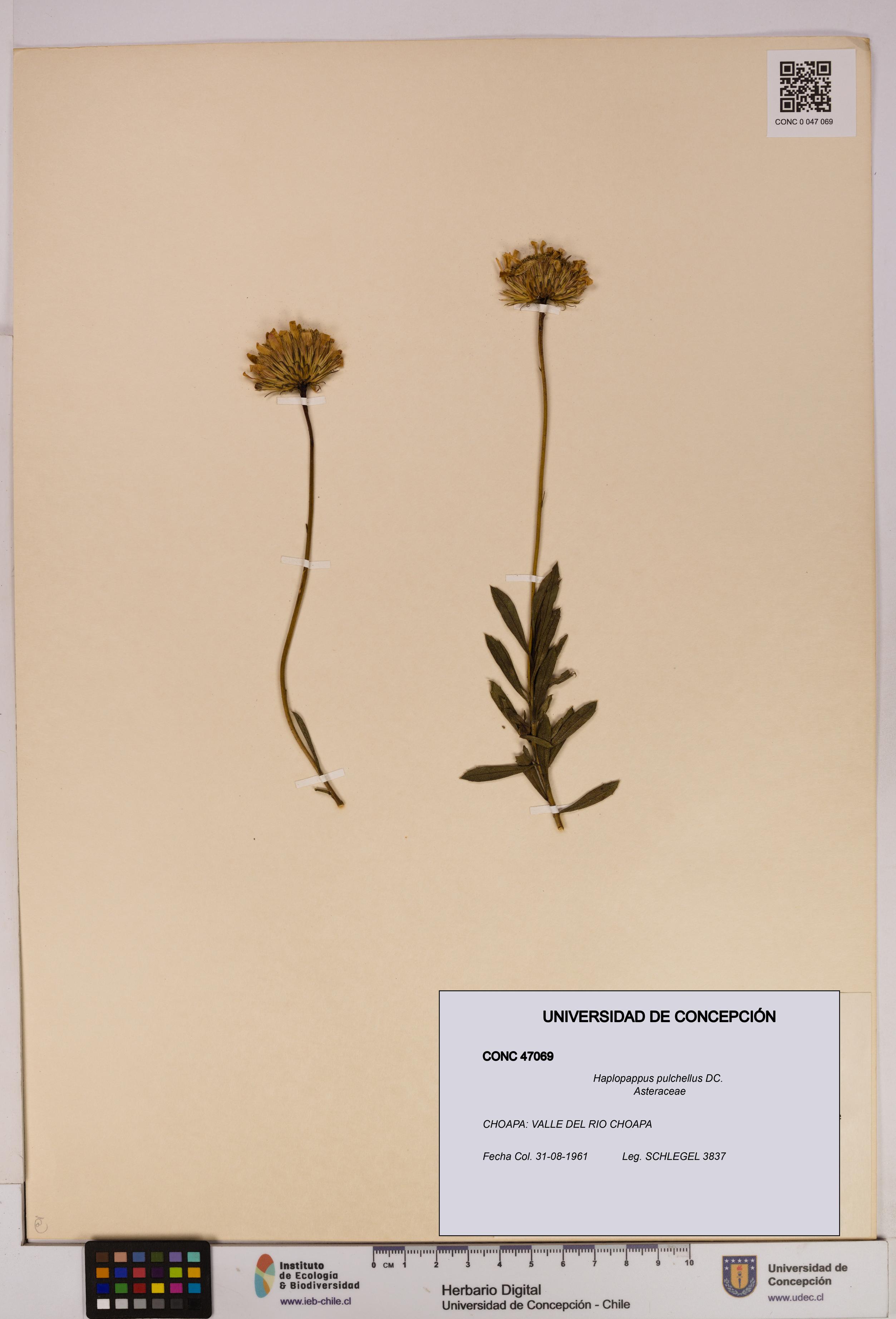 Haplopappus pulchellus [Espécimen: UDEC:CONC:0047069]