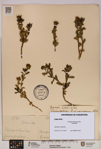 Grindelia tarapacana [Espécimen: UDEC:CONC:0047072]