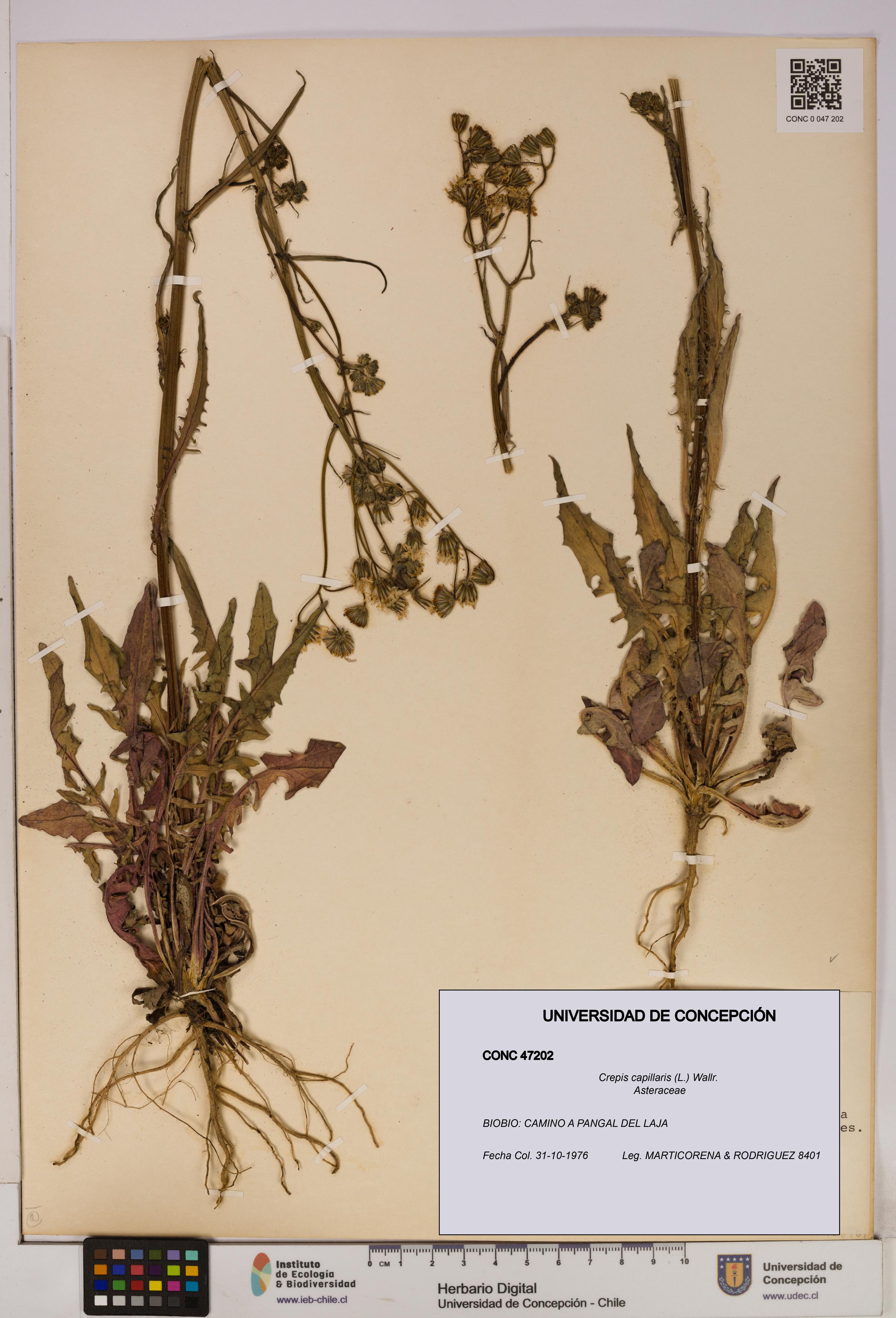 Crepis capillaris [Espécimen: UDEC:CONC:0047202]