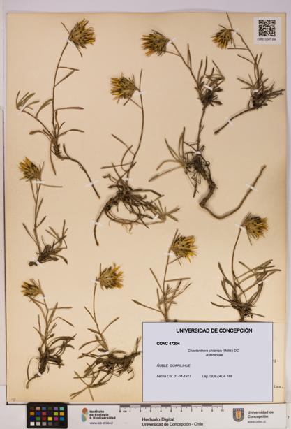 Chaetanthera chilensis [Espécimen: UDEC:CONC:0047204]