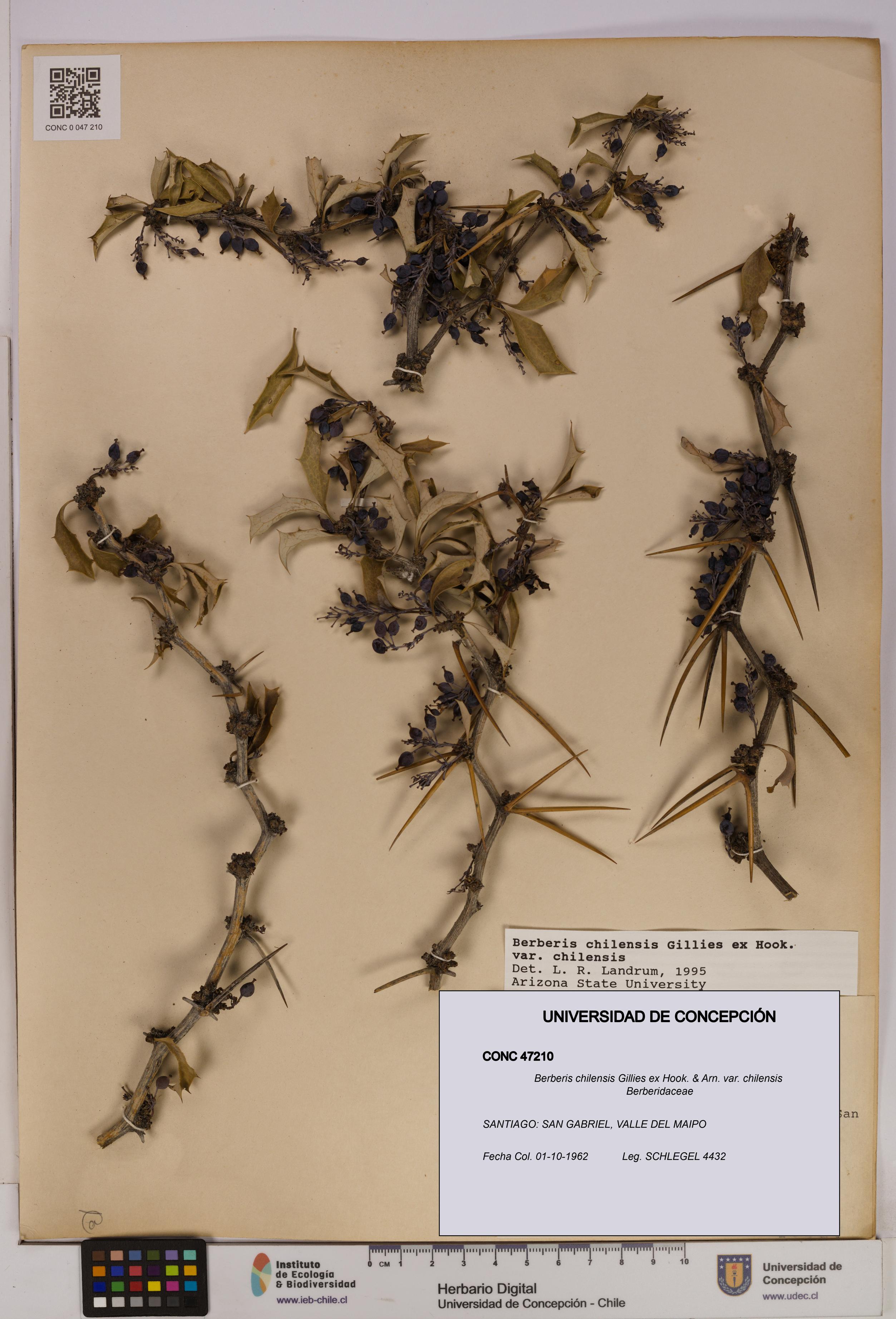 Berberis chilensis var. chilensis [Espécimen: UDEC:CONC:0047210]