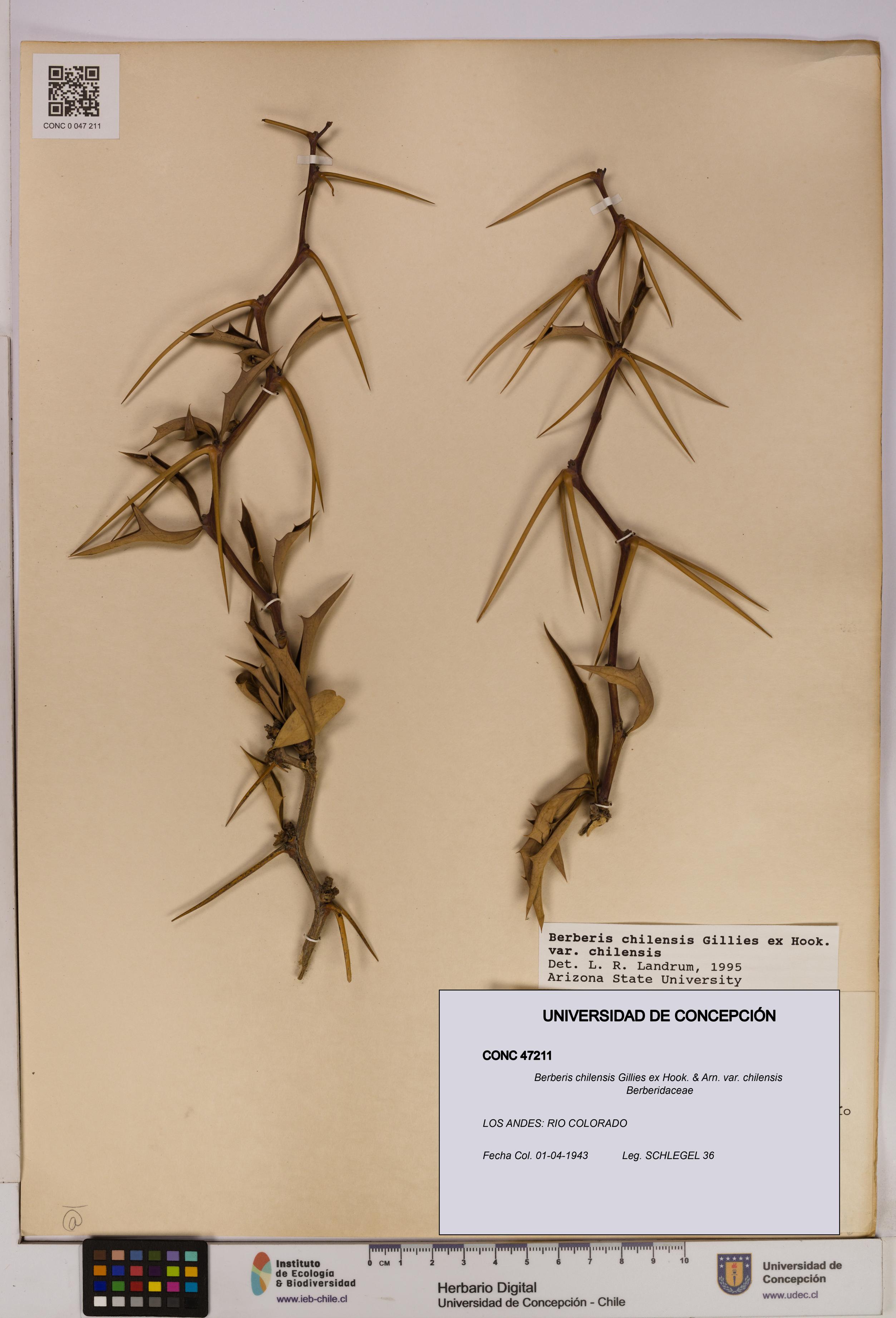 Berberis chilensis var. chilensis [Espécimen: UDEC:CONC:0047211]