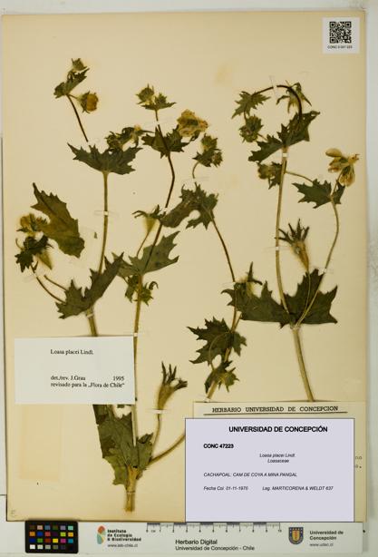 Loasa placei [Espécimen: UDEC:CONC:0047223]
