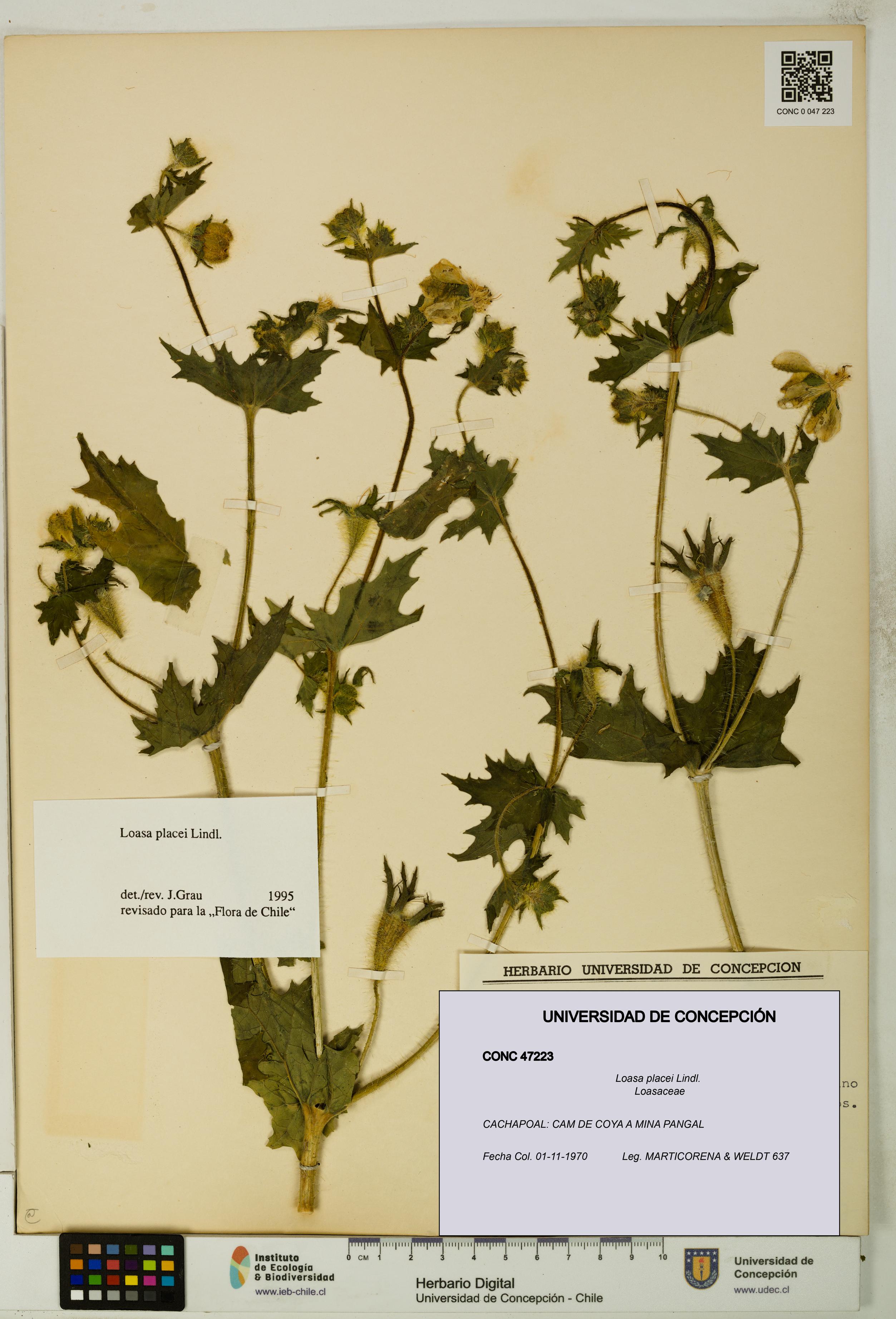 Loasa placei [Espécimen: UDEC:CONC:0047223]